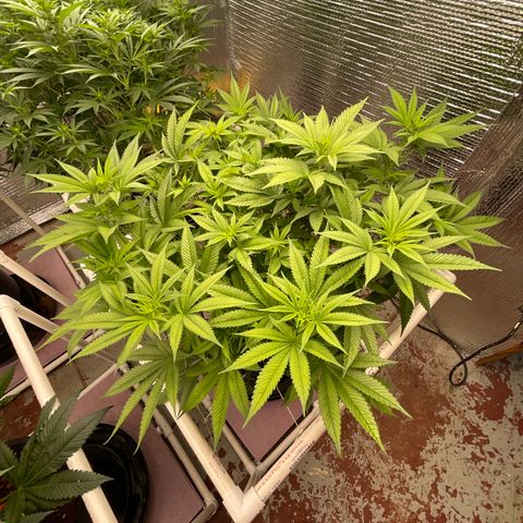 Harle Quin growlog timeline photo