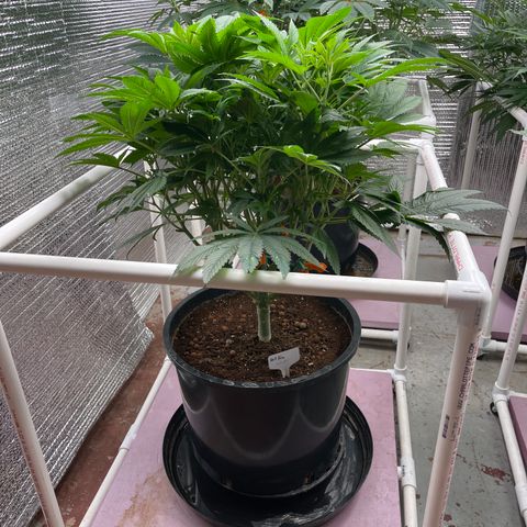 Lucyfur growlog timeline photo