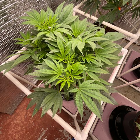 Lucyfur growlog timeline photo