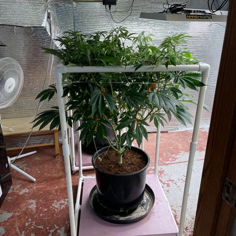 Princess Grodd growlog timeline photo
