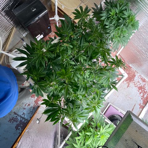 Princess Grodd growlog timeline photo