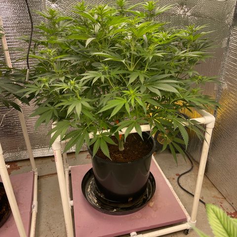 GI Jane growlog timeline photo