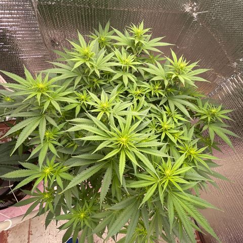 GI Jane growlog timeline photo