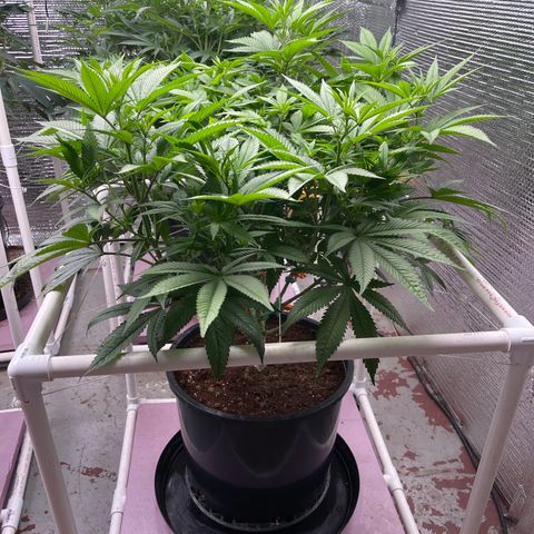 Harle Quin growlog timeline photo