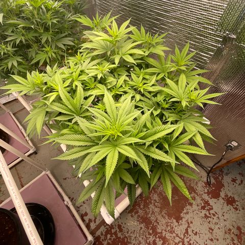Harle Quin growlog timeline photo