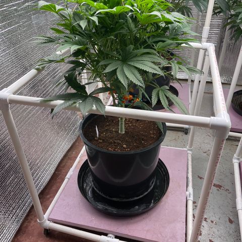 Lucyfur growlog timeline photo