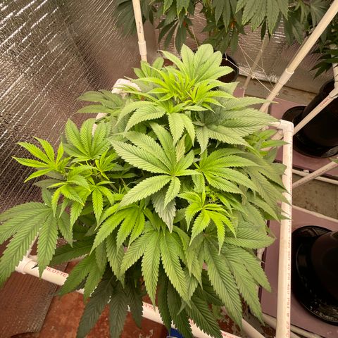 Lucyfur growlog timeline photo