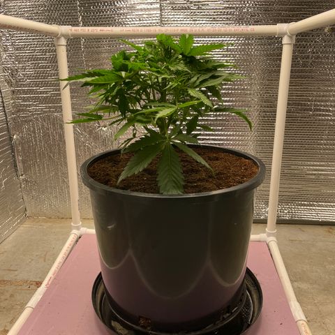 Candy Cane growlog timeline photo