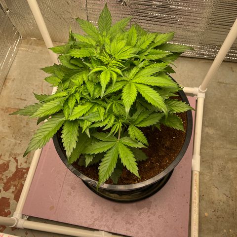 Candy Cane growlog timeline photo