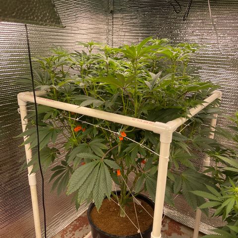 Princess Grodd growlog timeline photo