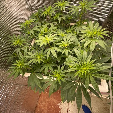 Princess Grodd growlog timeline photo