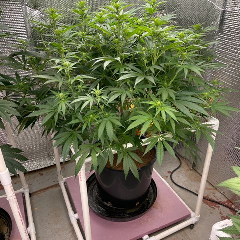 GI Jane growlog timeline photo