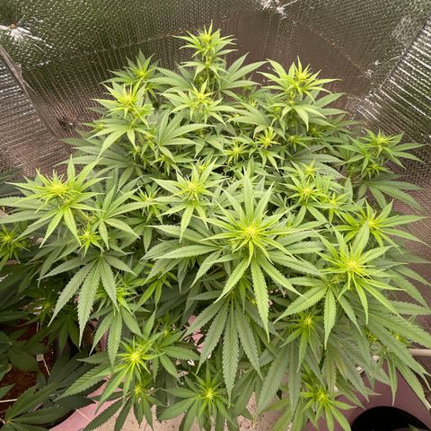 GI Jane growlog timeline photo