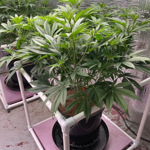 Harle Quin growlog timeline photo