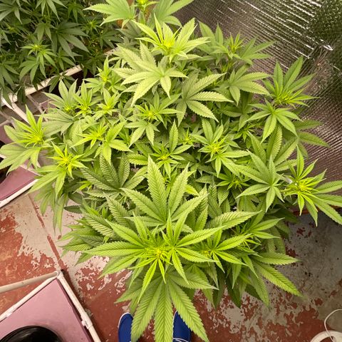 Harle Quin growlog timeline photo