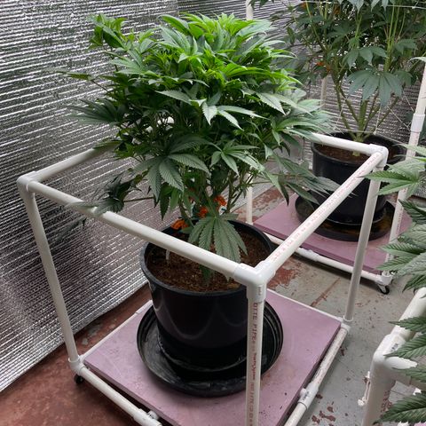 Lucyfur growlog timeline photo