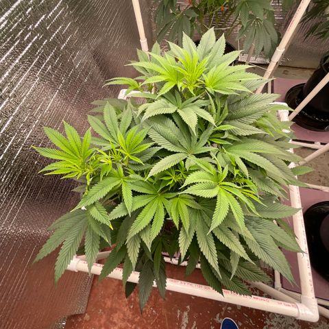 Lucyfur growlog timeline photo