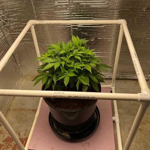 Candy Cane growlog timeline photo