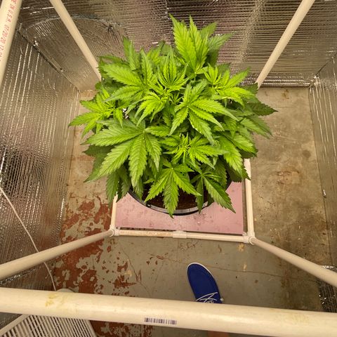 Candy Cane growlog timeline photo