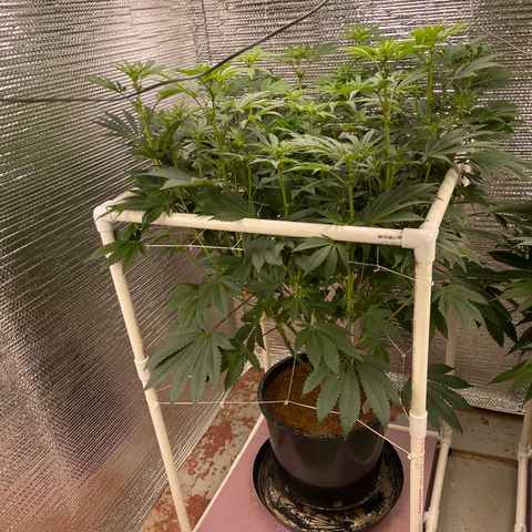 Princess Grodd growlog timeline photo