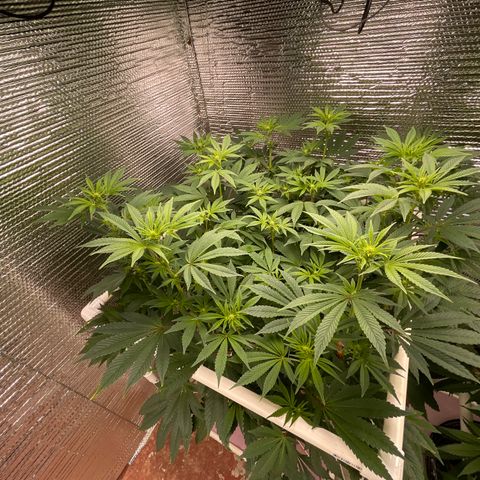 Princess Grodd growlog timeline photo