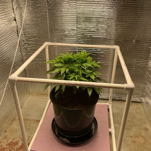 Candy Cane growlog timeline photo