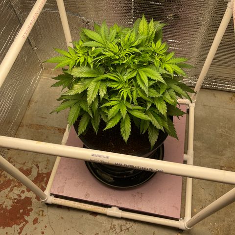 Candy Cane growlog timeline photo