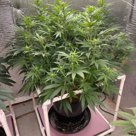 GI Jane growlog timeline photo