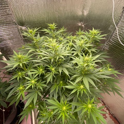 GI Jane growlog timeline photo