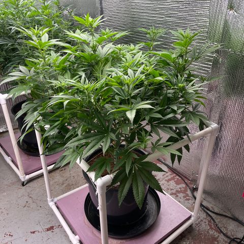Harle Quin growlog timeline photo