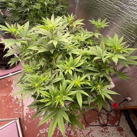 Harle Quin growlog timeline photo