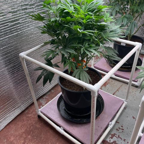 Lucyfur growlog timeline photo