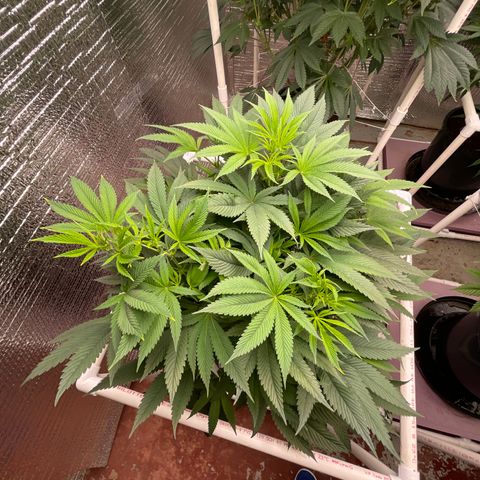 Lucyfur growlog timeline photo