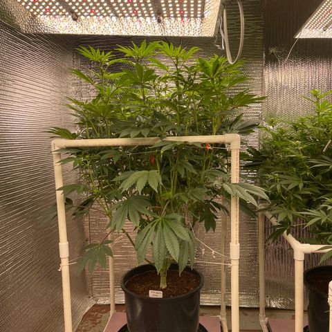 Princess Grodd growlog timeline photo