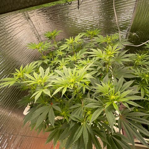 Princess Grodd growlog timeline photo