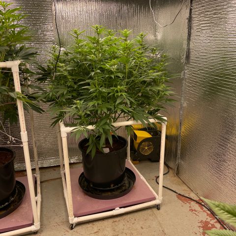 GI Jane growlog timeline photo