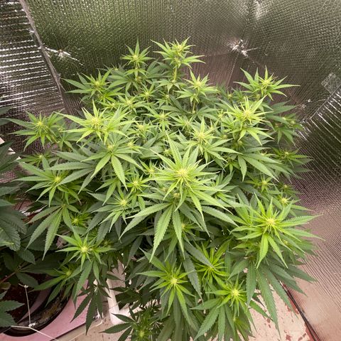 GI Jane growlog timeline photo