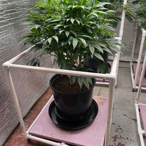 Lucyfur growlog timeline photo