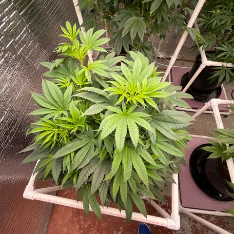 Lucyfur growlog timeline photo