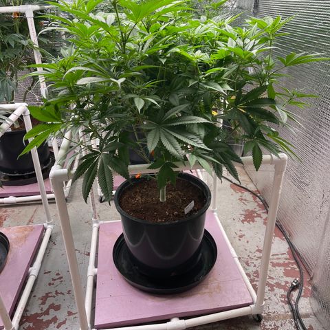 Harle Quin growlog timeline photo