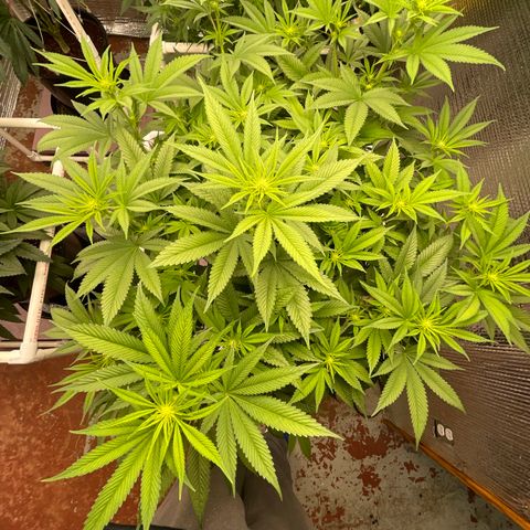 Harle Quin growlog timeline photo