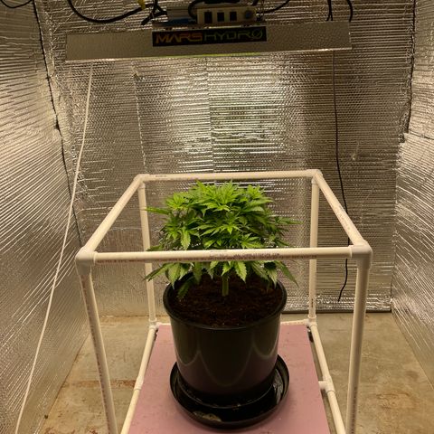 Candy Cane growlog timeline photo