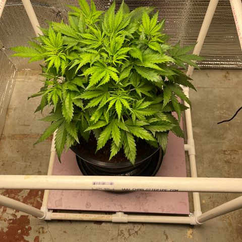 Candy Cane growlog timeline photo