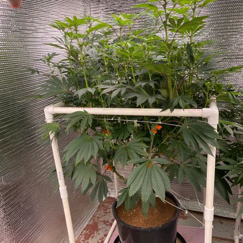 Princess Grodd growlog timeline photo