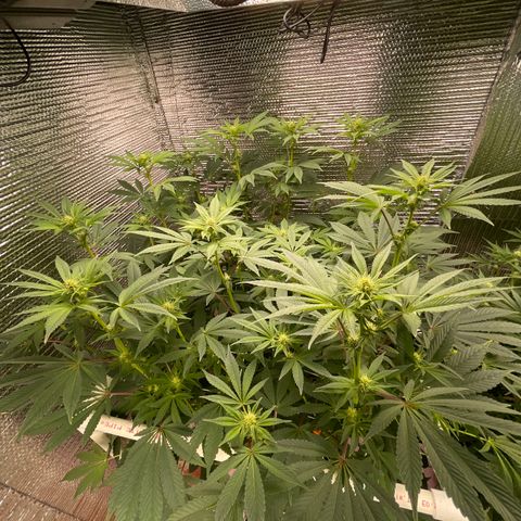 Princess Grodd growlog timeline photo