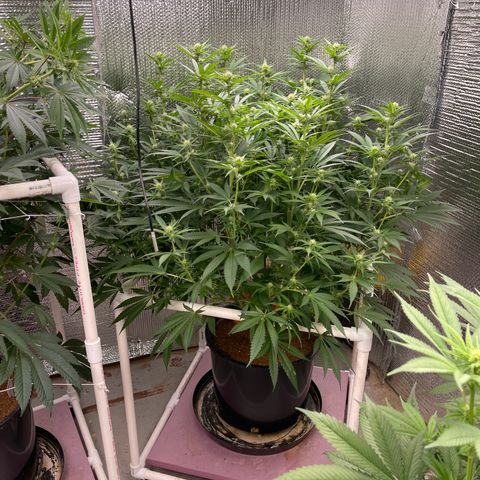 GI Jane growlog timeline photo