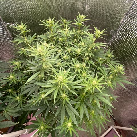 GI Jane growlog timeline photo