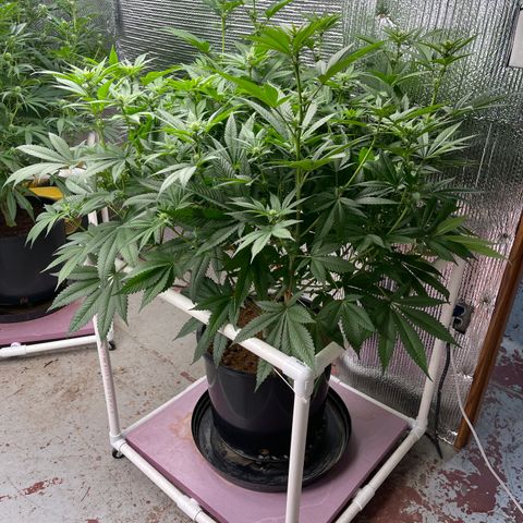 Harle Quin growlog timeline photo