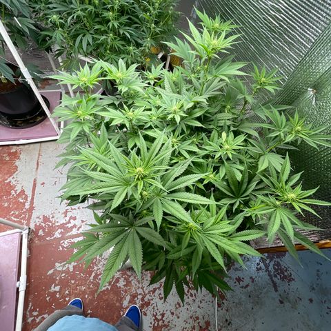 Harle Quin growlog timeline photo