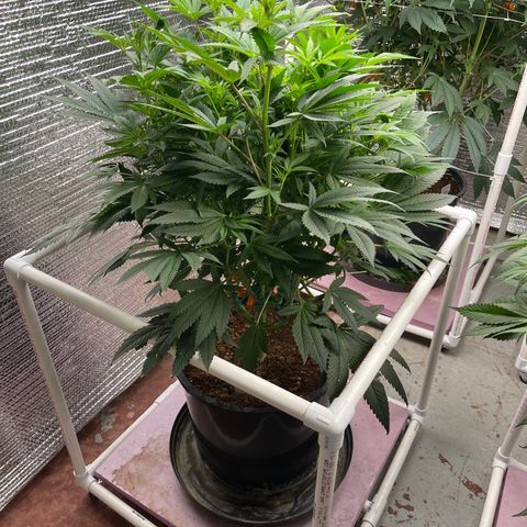 Lucyfur growlog timeline photo
